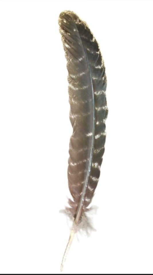 Plumas de Pavo Naturales, Aleja la Energía Negativa, Limpia un Espacio o el Cuerpo